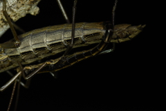 Anisomorpha buprestoides