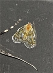 Saccharodite chrysonoe