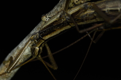 Anisomorpha buprestoides