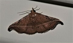 Corgatha ancistrodes