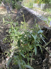 Andrographis paniculata