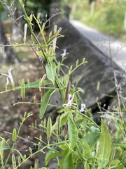 Andrographis paniculata