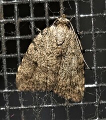 Tolpia conscitulana