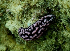 Phyllidiella pustulosa
