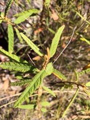Seringia corollata