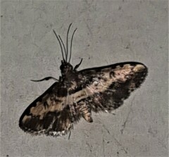 Nacoleia amphicedalis