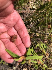 Seringia corollata