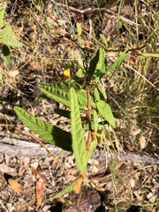 Seringia corollata
