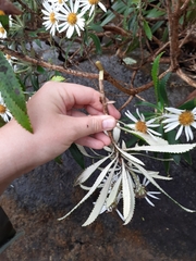 Macrolearia angustifolia
