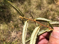 Seringia corollata