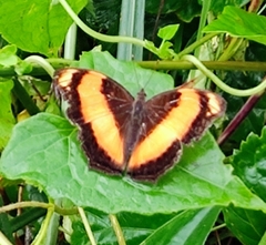 Yoma sabina