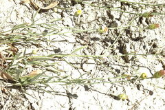 Galatella divaricata