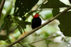 Ceratopipra mentalis