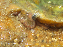 Baseodiscus delineatus