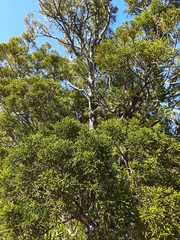 Lepidothamnus intermedius