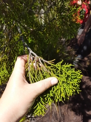 Lepidothamnus intermedius