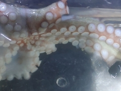 Octopus sinensis