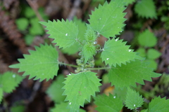 Urtica sykesii