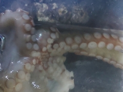 Octopus sinensis