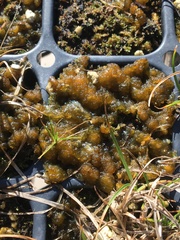 Colpomenia tuberculata