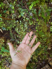 Neomyrtus pedunculata