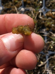 Colpomenia tuberculata