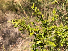 Pittosporum viscidum