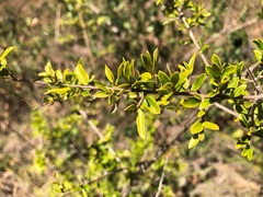 Pittosporum viscidum