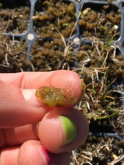 Colpomenia tuberculata