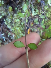 Neomyrtus pedunculata