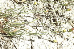 Galatella divaricata