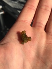 Colpomenia tuberculata