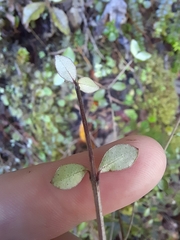 Neomyrtus pedunculata