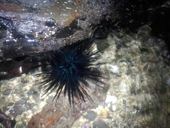 Stomopneustes variolaris