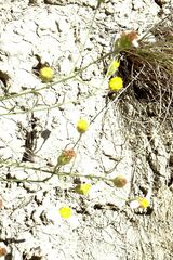 Galatella divaricata