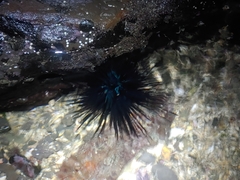 Stomopneustes variolaris