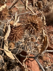 Datura wrightii