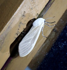 Creatonotos transiens