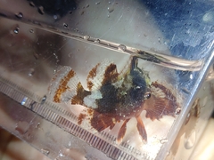 Scorpaenidae