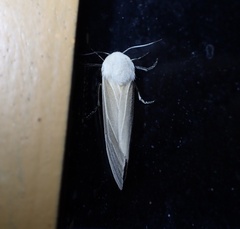 Creatonotos transiens