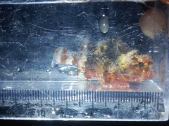 Scorpaenidae
