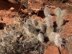 Opuntia polyacantha erinacea