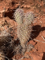 Opuntia polyacantha erinacea