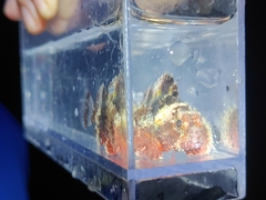 Scorpaenidae