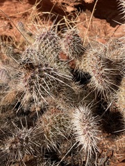 Opuntia polyacantha erinacea