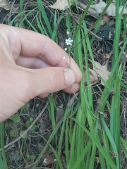 Arthropodium candidum