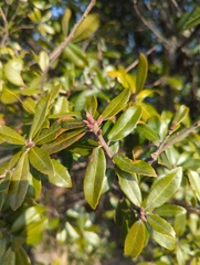 Quercus phillyreoides