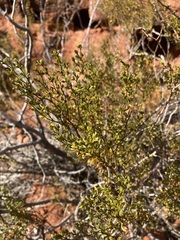 Larrea tridentata