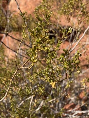 Larrea tridentata