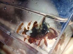 Scorpaenidae